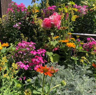 Display of perennial flowers in bloom at Russell's Garden Center, Wayland MA
