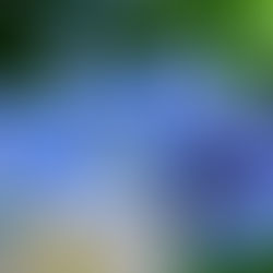 forget me nots: a symbol of grief