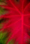 Caladium