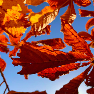 Herbst-farben