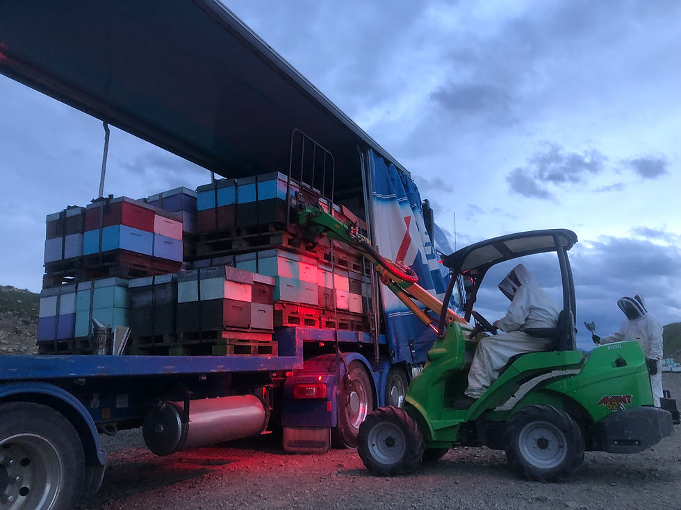  Beehives were sourced from as far away as Nelson and Marlborough in the South Island to service Bay of Plenty kiwifruit orchards this spring.