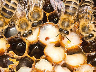 A Very Special Honey(bee)…