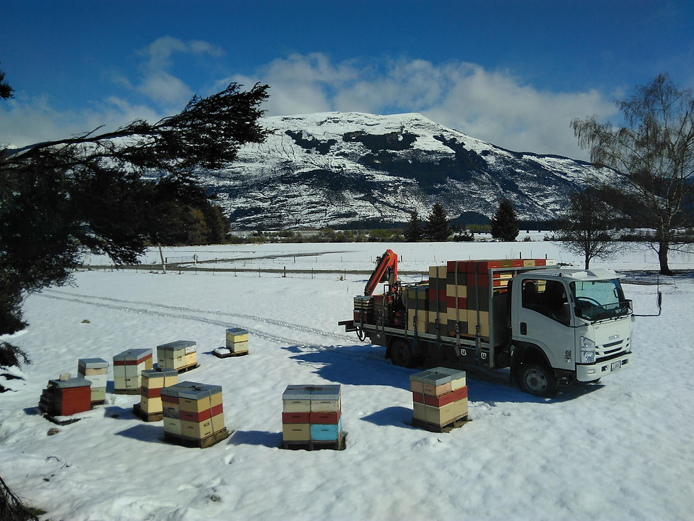 A Southern Lakes Honey apiary in Te Anau. Beekeeping in Southland can be tough enough in spring as it is, without having to deal with an AFB outbreak delivered by a non-compliant and aggressive nearby beekeeper.