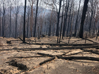 Fire, Flooding and Invasive Pests – Beekeeping Resilience in ‘The Lucky Country’