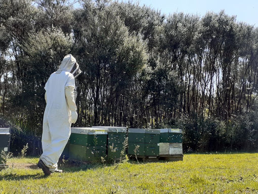 Anaphylaxis and the Families of Beekeepers