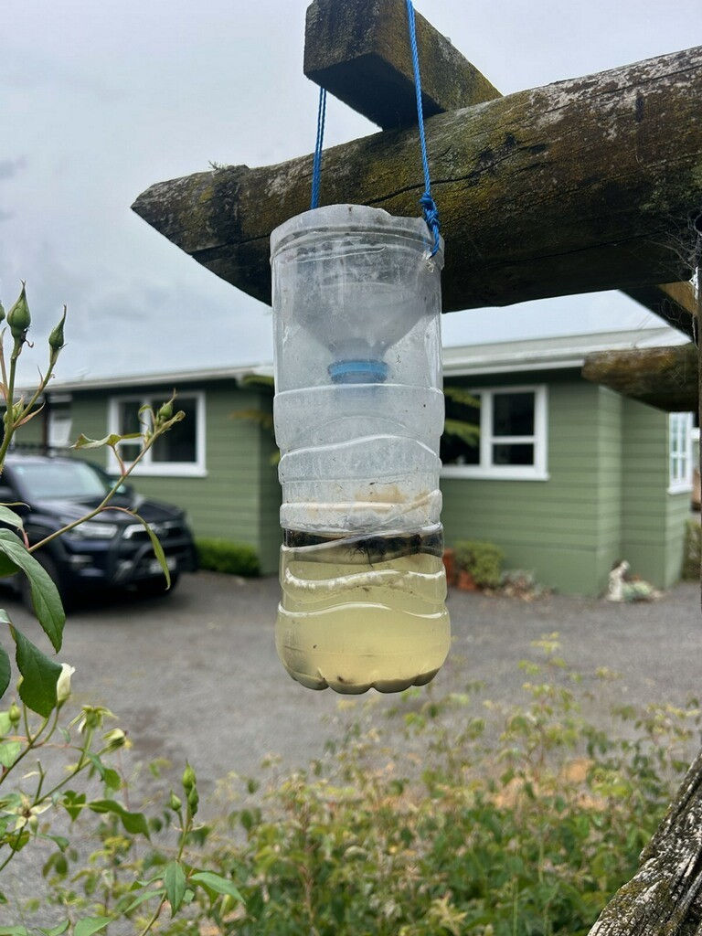 A homemade hornet trade made by Richard Klaus with a sugar/yeast/vinegar bait. The Bay of Plenty beekeeper is imploring all hive owners to set traps at all sites, anywhere in New Zealand.