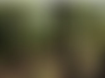 To Bee or Not to Bee – DOC’s Dilemma