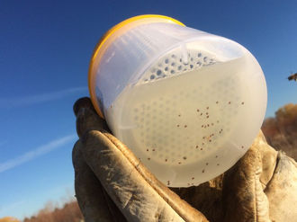 Discussing Varroa Resistance