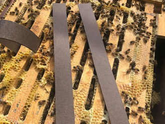 Oxalic Acid Varroa Control Gains NZ Registration