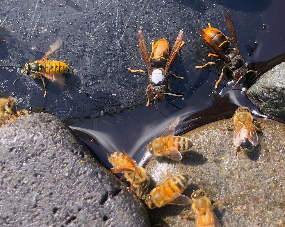 A comparison between yellow-legged hornets, honey bees and German wasp. The yellow-legged hornet in the centre of the picture has white and orange paint markers to help trace it to its nest. You can compare their size to honey bees (foreground) and the German wasp (left). The yellow-legged hornet on the right shows the colouring of their legs – black thighs with yellow on the lower half of the leg. Paper wasps have yellow legs and are often mistaken for hornets. Photo: MPI.