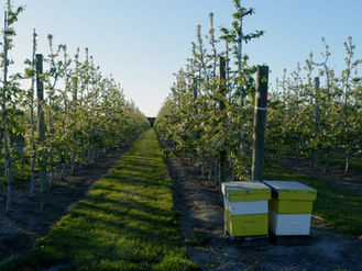No Retirement Planned for New Zealand's Hardest Working Pollinator