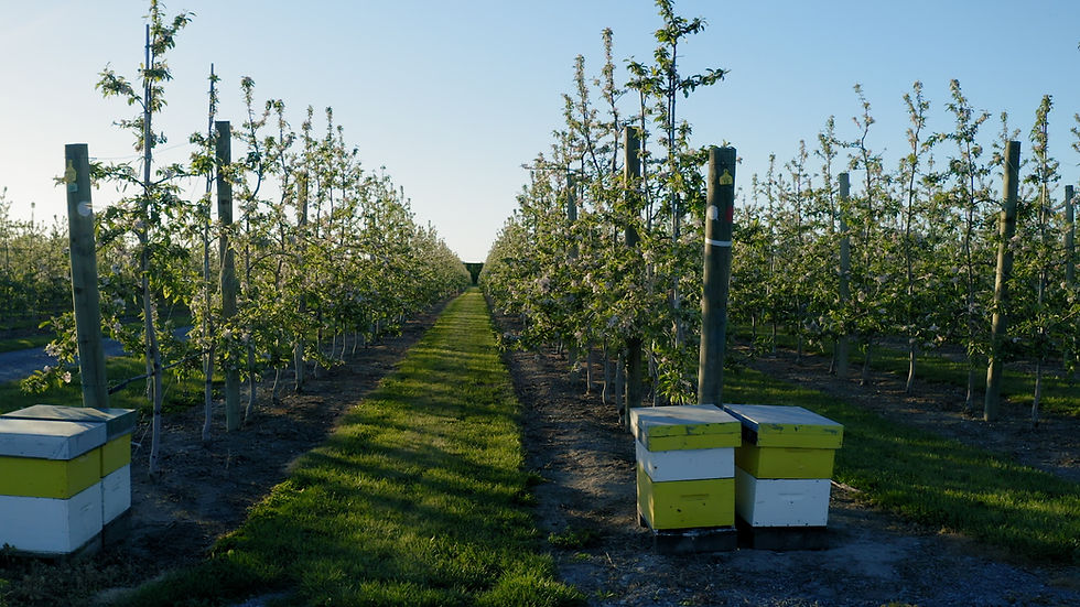Beehives await the morning sun before the bees get into their work at this apple orchard. Photo: Tom Allan.