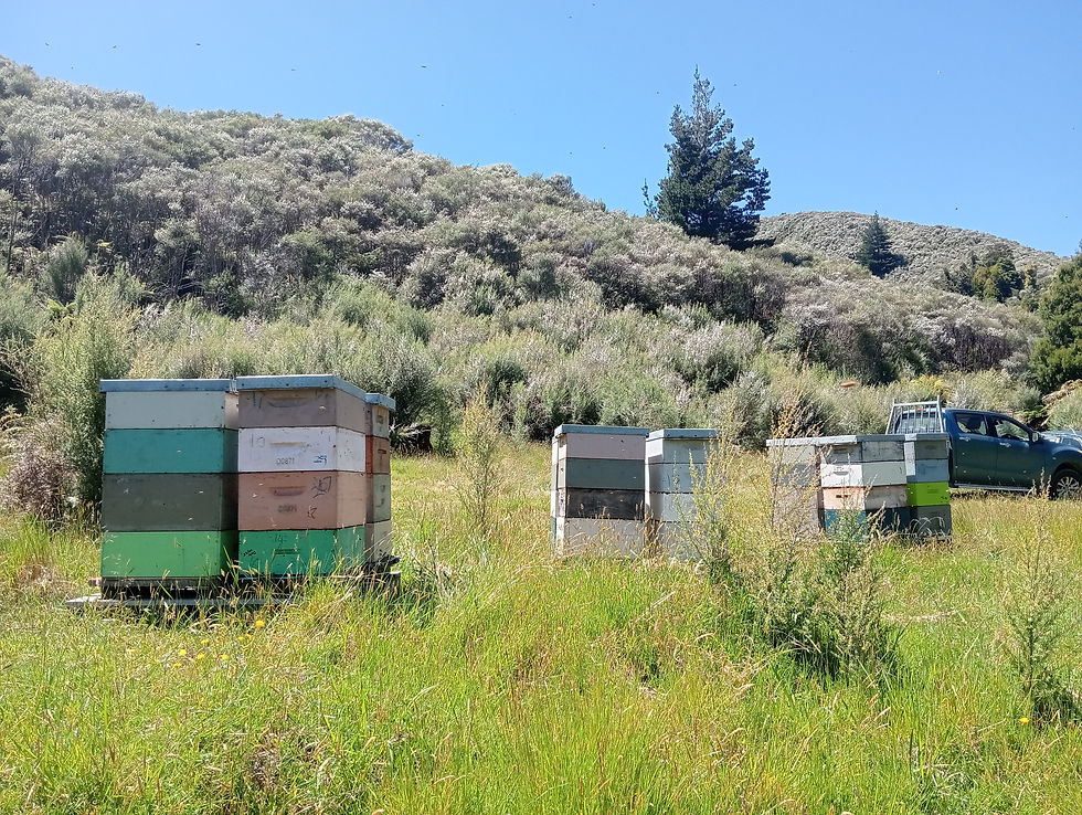 Beehives collecting manuka honey.