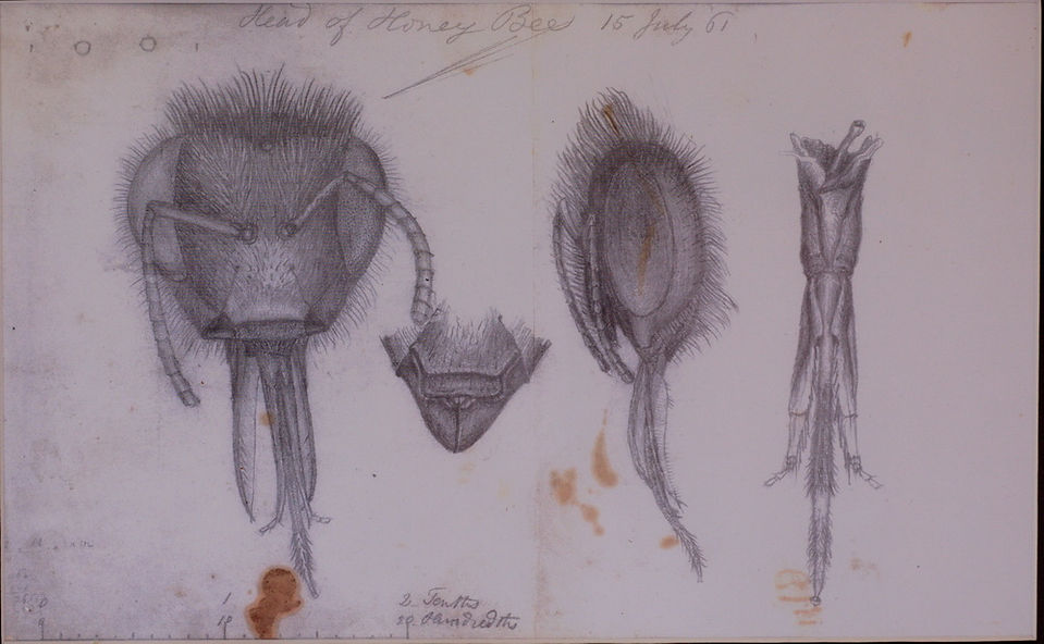 William B Bray Snr's sketches.