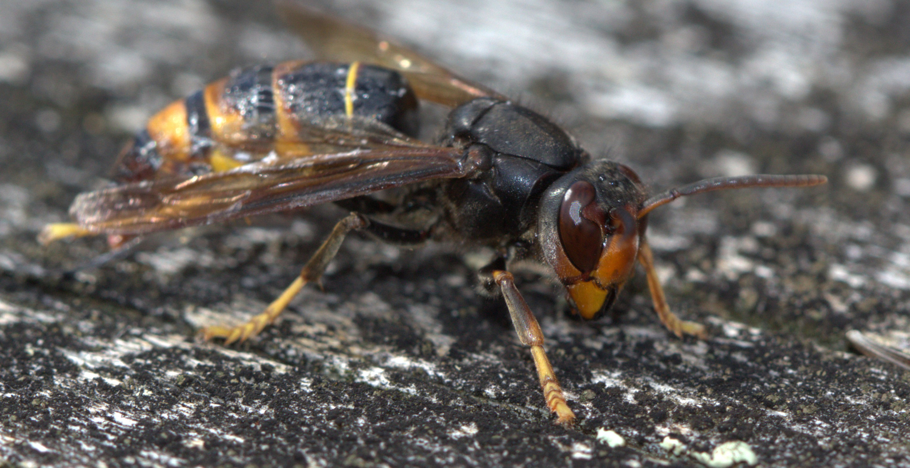 A close up of the yellow-legged hornet shows the hornet's orange face, dark antennae and yellow-socked legs. Photo: MPI.