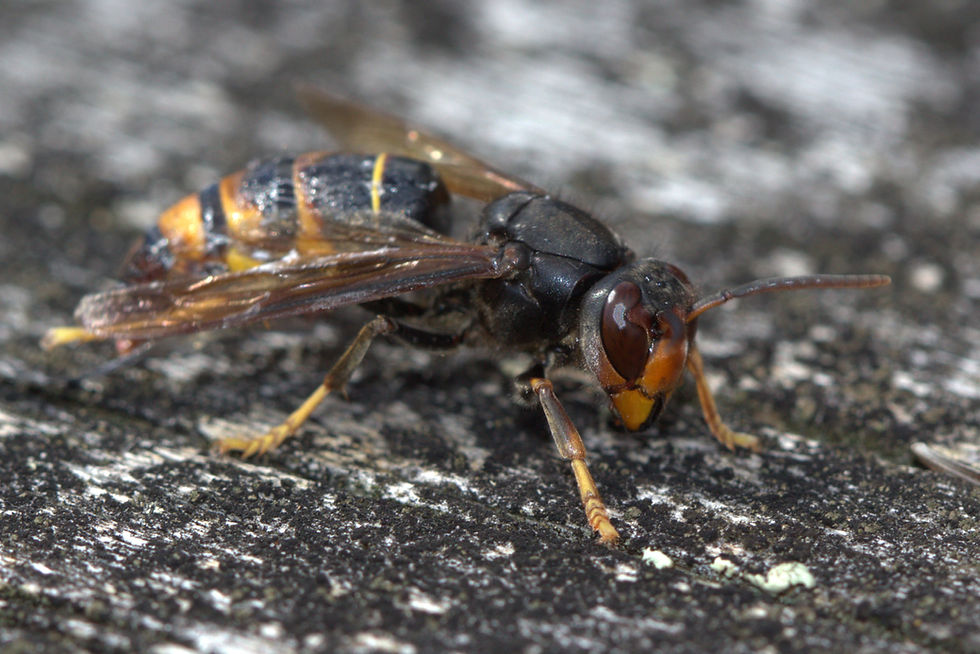 Where Are We Now? Hornet Response Enters Second Spring
