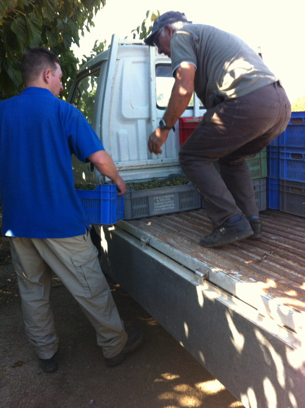 Loading the olives