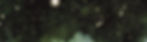 Wix Website Banner No Branches_edited.jpg