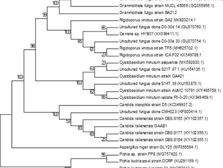 Multi-functional bioactive secondary metabolites from endophytic fungi of marine algal origin