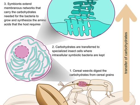 Bacterial tubular networks channel carbohydrates in insect endosymbiosis