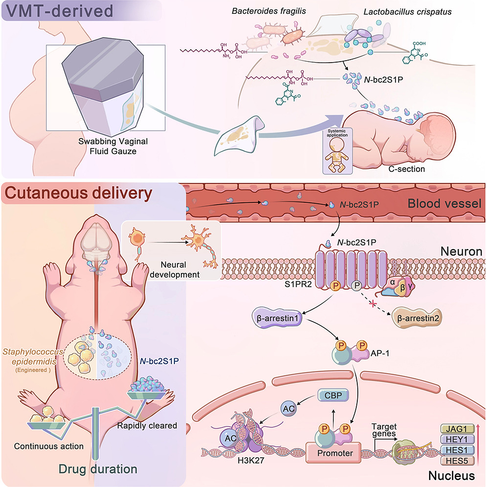 Vaginal microbiota transfer ameliorates cesarean-associated neurodevelopmental deficits in mice via N-bc2S1P synthesis on neonatal skin