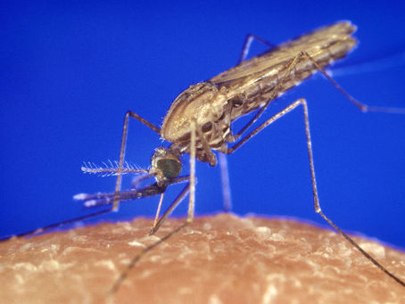 Asymptomatic malaria ‘super-spreaders’ regularly infect mosquitoes