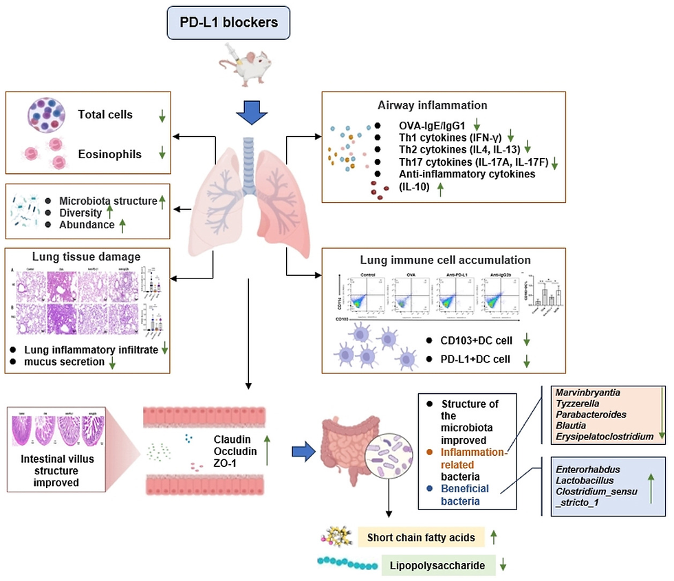 Anti-PD-L1 improves barrier function and reduces CD103+ DC cell accumulation by regulating gut and lung microbiota and its metabolites to alleviate asthma in juvenile mice