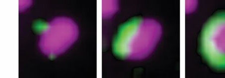 How cells 'eat' their own fluid components