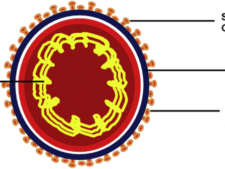 Immunoinformatics for predicting potential B-cell and T-cell epitopes for Covid vaccines