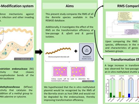 Comparative Analysis of Borrelia’s Defence Mechanisms and Their Impact on Genetic Manipulation of Low-Passage Isolates of Borrelia afzelii and Borrelia garinii