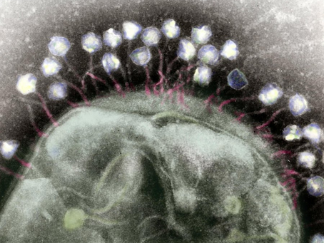Phages: Viruses that Infect Bacteria