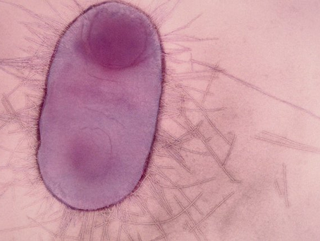 Guardians of the Microbial Galaxy