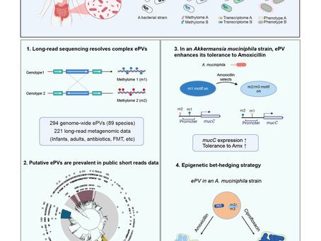 Epigenetic phase variation in the gut microbiome enhances bacterial adaptation