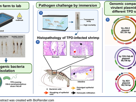 Pathogenesis and Genome Characterization of Translucent Post-larvae Disease-Causing Vibrio parahaemolyticus in Litopenaeus vannamei
