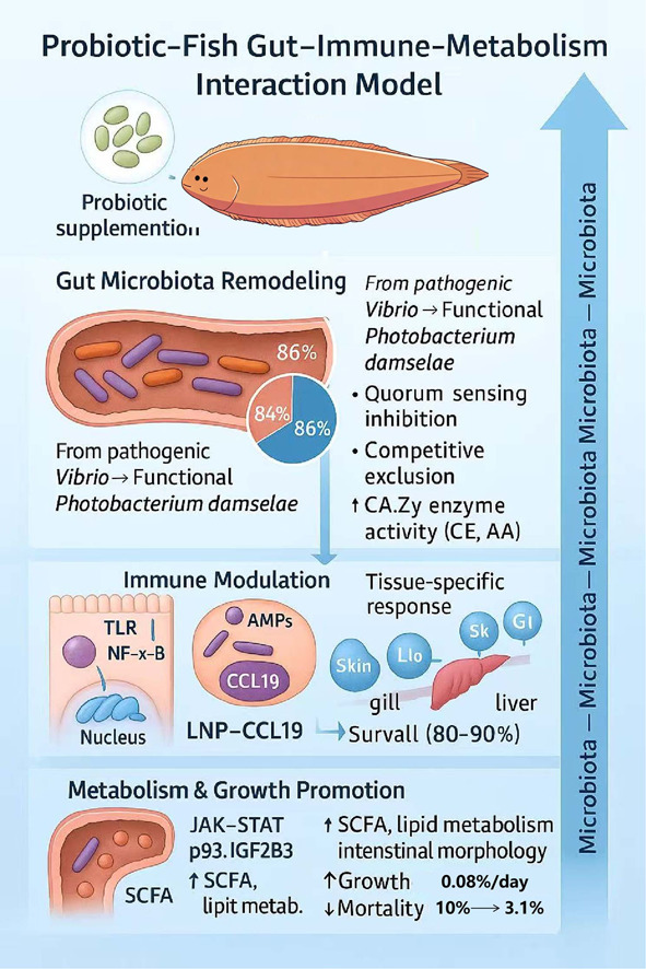 Probiotic-driven microbiome remodeling is associated with coordinated immune and metabolic responses, improving growth and disease resistance in farmed tongue sole (Cynoglossus semilaevis)