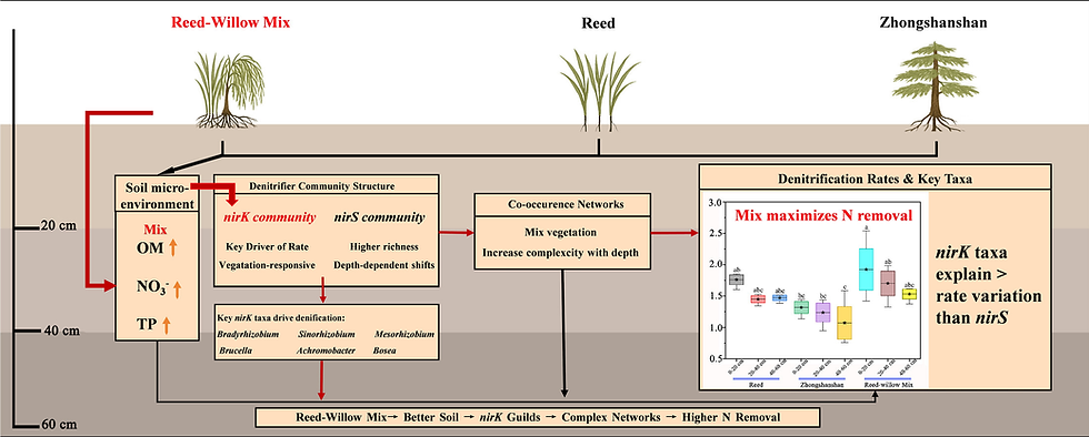 Vegetation composition shapes denitrifier community structure and enhances nitrogen removal in estuarine wetlands: evidence from Reed-Willow Mix promoting nirK-dominated guilds