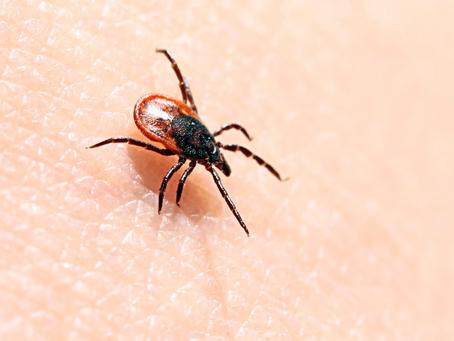 New mRNA anti-tick vaccine may protect from more than just Lyme disease