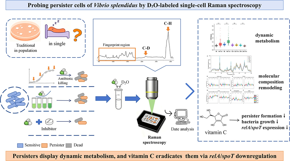 Dynamic Metabolic Regulation and Vitamin C-Mediated Inhibition of Vibrio splendidus Persisters by Single-Cell Raman Spectroscopy