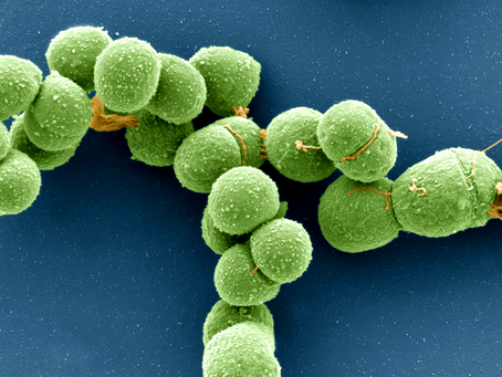 Plasmid, Virus or Other? DNA ‘Borgs’ Blur Boundaries.