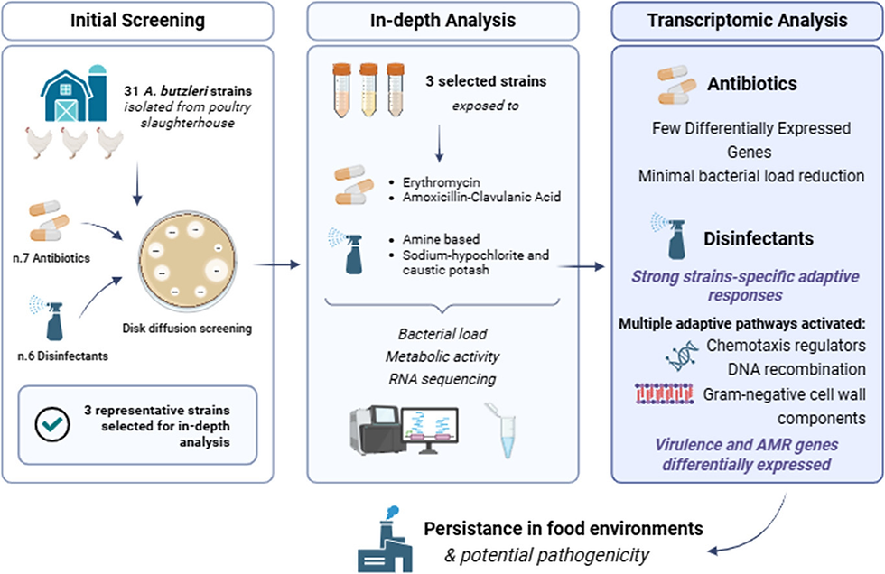 Resistance patterns and gene expression profiles of Arcobacter butzleri under exposure to selected antibiotics and disinfectants