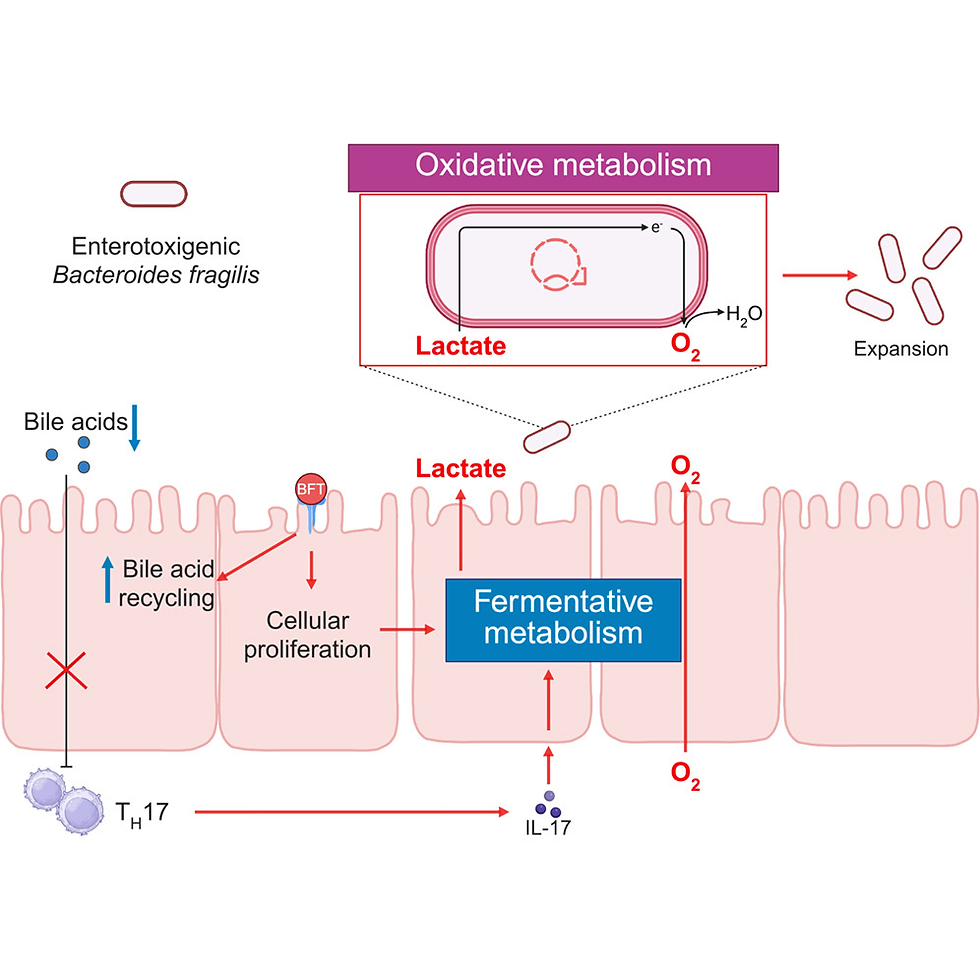 An anaerobic pathogen rewires host metabolism to fuel oxidative growth in the inflamed gut