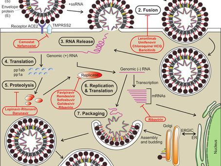 Phytochemicals against SARS-CoV-2 as potential drug leads