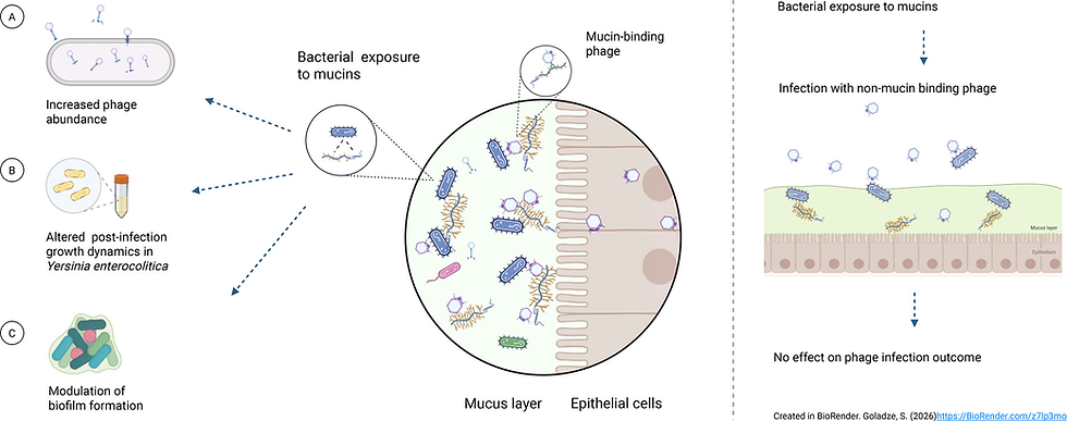 How Mucin Enhances Phage Infection and Reduces Biofilm Formation in Yersinia enterocolitica