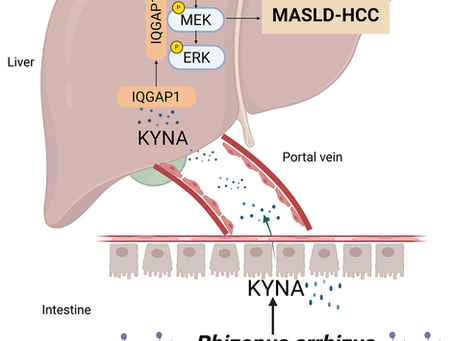Kynurenic Acid From Rhizopus arrhizus Activates MAPK Signaling to Promote Liver Tumor Development