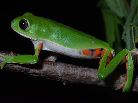 Itching to discover a new species? Follow this map