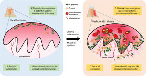 In Situ Intraepithelial Localizations of Opportunistic Oral Pathogens