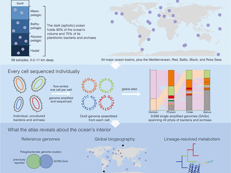 Global Single‑Cell Genome Atlas Reveals Hidden Diversity and Metabolic Potential of Deep‑Ocean Prokaryoplankton