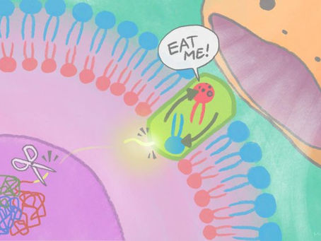 Eat me: The cell signal of death