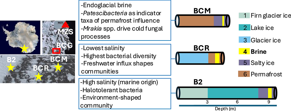 Revealing unexplored bacterial and fungal variability in interconnected Antarctic brines