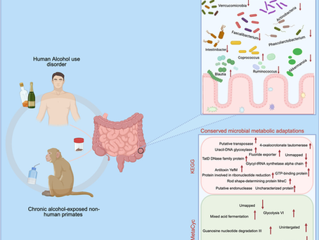 Shared signatures of alcohol-associated dysbiosis in humans and non-human primates